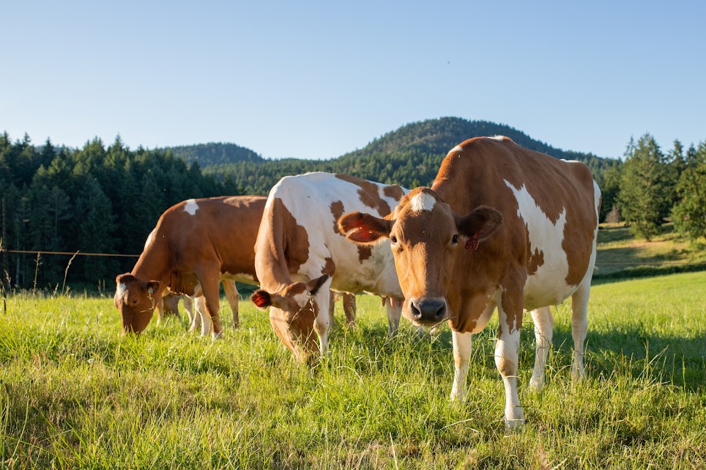 Promise Valley Farm and Creamery | 7088 Richards Trail, Duncan, BC V9L 5W4, Canada | Phone: (250) 746-7579