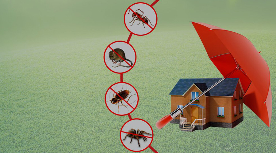 Coquitlam Pest Exterminators | 1420 Cambridge Dr, Coquitlam, BC V3J 2P7, Canada | Phone: (604) 239-4033