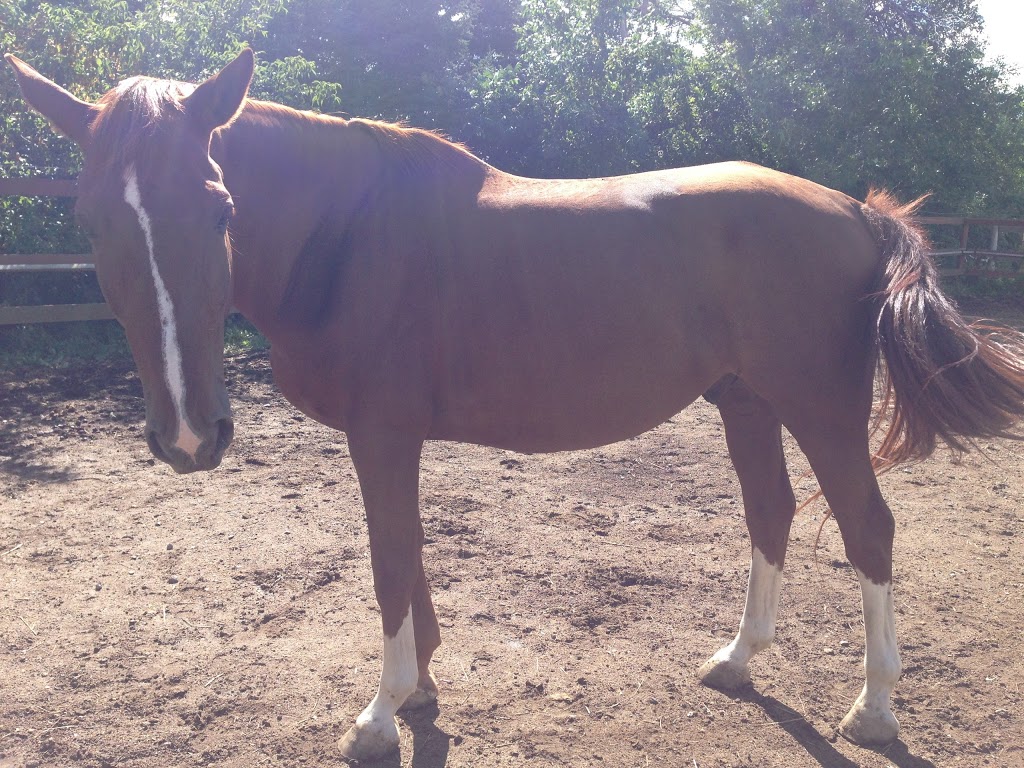 Equestrian Center Équiconnexion | 2588 Chemin Saint-Henri, Mascouche, QC J7K 3C3, Canada | Phone: (514) 242-9623