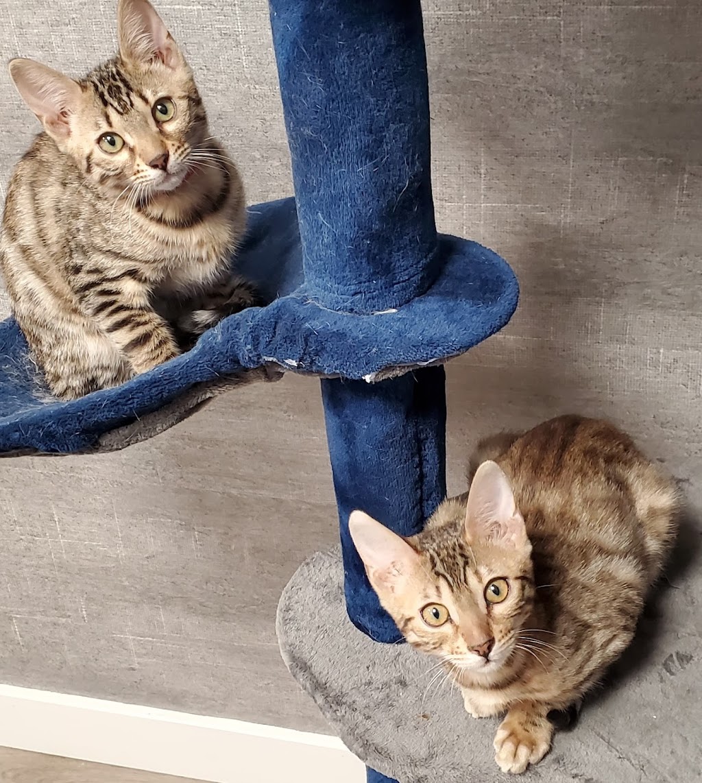 Bengal Babies Cattery | 734 Hampton Hills Dr, High River, AB T1V 0E6, Canada | Phone: (403) 966-8412