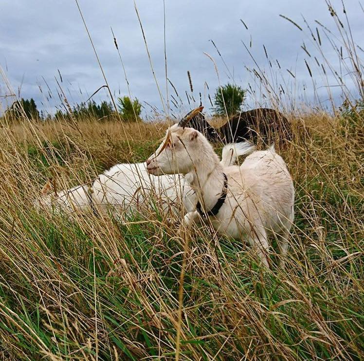 Emerald Isle Goat Creamery and Artisan Cheeses | 1231 Trans-Canada Hwy RR#1, Belle River, PE C0A 1B0, Canada | Phone: (902) 962-3497