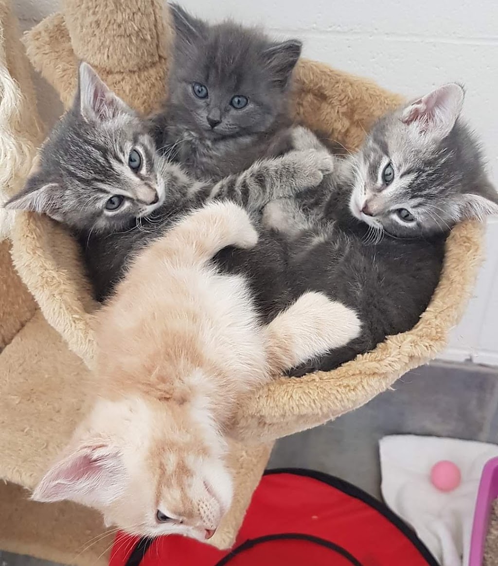 Wild Rose Humane Society | 13 Co-Op Rd, Didsbury, AB T0M 0W0, Canada | Phone: (403) 335-8297