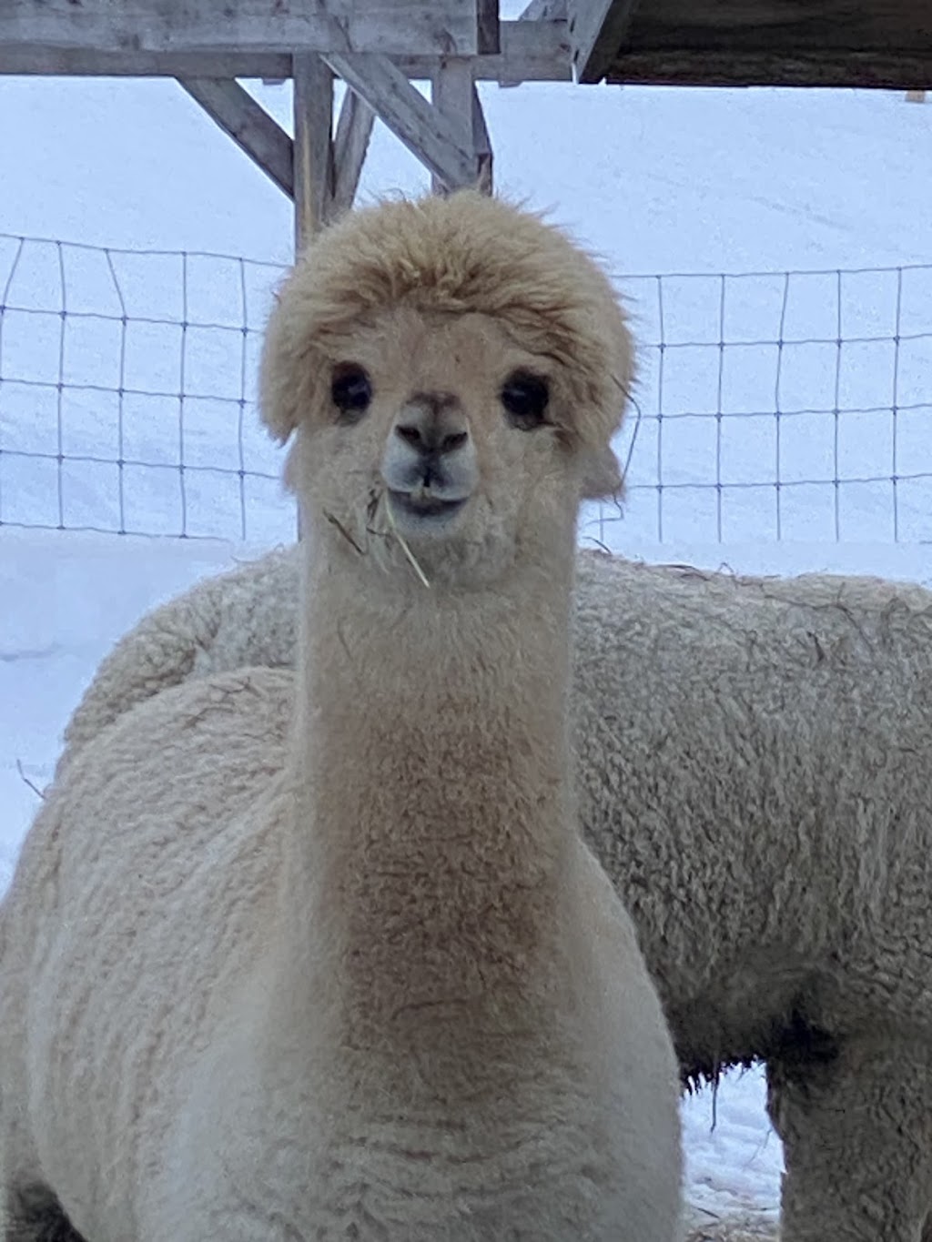 Ferme MarieBob | 104 Rue de la Frontière E, Rivière-Bleue, QC G0L 2B0, Canada | Phone: (418) 551-5766