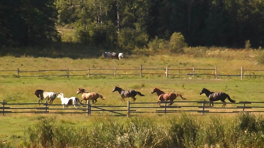 Horse Tales N Trails | 85 Old Nipissing Rd South, Magnetawan, ON P0A 1P0, Canada | Phone: (249) 995-0061