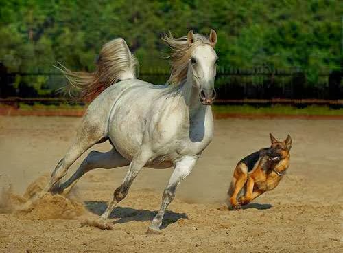 Advanced Connections Equine & Canine Therapy | 1163 Burnside Rd W, Victoria, BC V8Z 1N5, Canada | Phone: (250) 370-9951