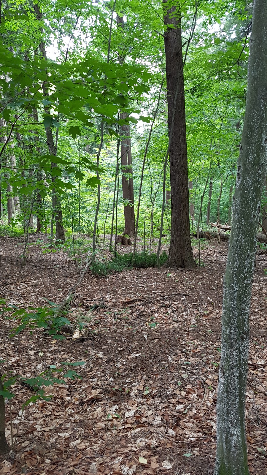 Réserve Naturelle Du Boisé-du-Séminaire | 645 Boulevard Louis Fréchette, Nicolet, QC J3T 1L6, Canada | Phone: (819) 293-6158