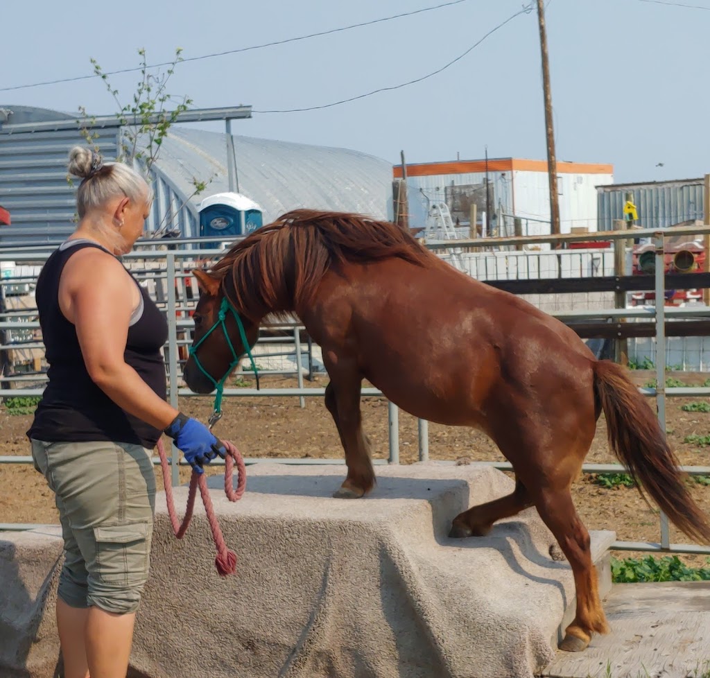 Gentle Giant Acres | 211058 AB-52, Warner County No. 5, AB T0K 2N0, Canada | Phone: (403) 382-9879