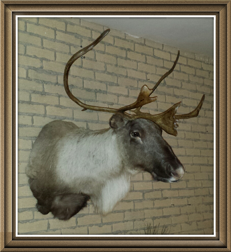 Taxidermie taxidermiste Faune Nature | 11 Rue des Milans, Saint-Paul-dAbbotsford, QC J0E 1A0, Canada | Phone: (450) 775-0335