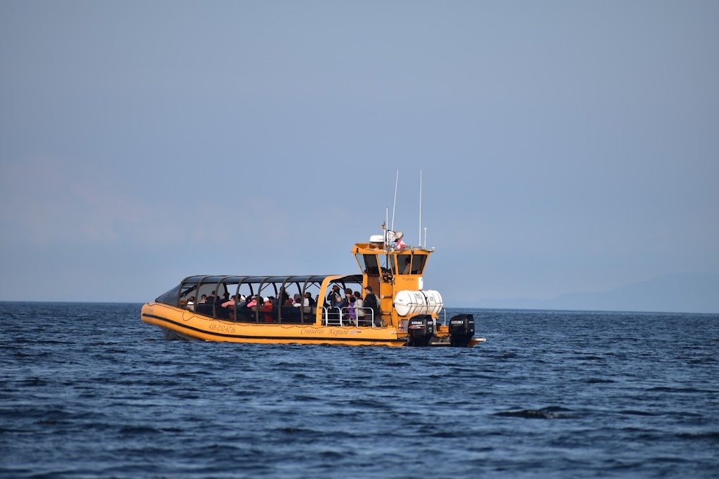 Croisières Baleines Neptune Escoumins | 50 route 138, jonction, Rue des Pilotes, Les Escoumins, QC G0T 1K0, Canada | Phone: (418) 233-4343