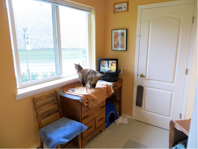 Cozy Cats Cottage | 2044 Hector Rd, Comox, BC V9M 3Y7, Canada | Phone: (250) 339-6161