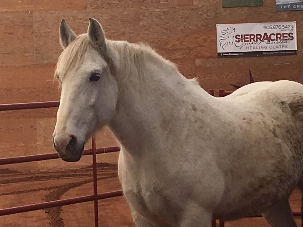 SIERRA ACRES EQUINE ASSISTED LEARNING CENTRE | 3188 Eramosa–Milton Townline, Rockwood, ON N0B 2K0, Canada | Phone: (905) 876-5423