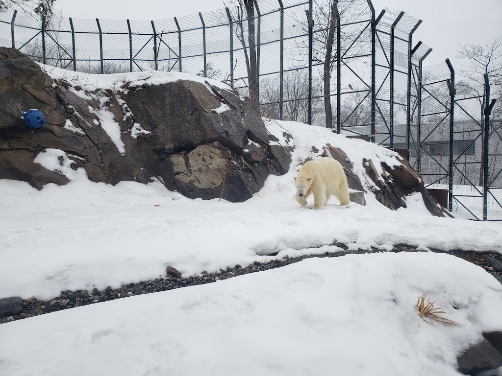 Habitat des ours polaires | 1675 Av. des Hôtels, Québec, QC G1W 4S3, Canada | Phone: (418) 659-5264