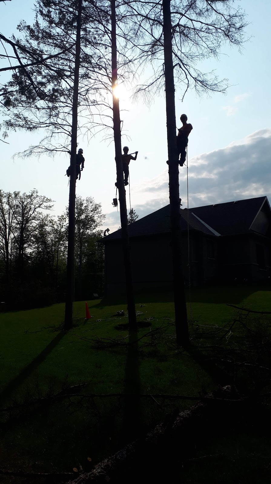 Ottawa Tree Trimming | 6301 Old Richmond Rd, Richmond, ON K0A 2Z0, Canada | Phone: (613) 322-5337