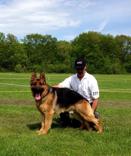 Millview German Shepherds | 58 Millview Crescent, Etobicoke, ON M9W 3K5, Canada | Phone: (416) 742-5134