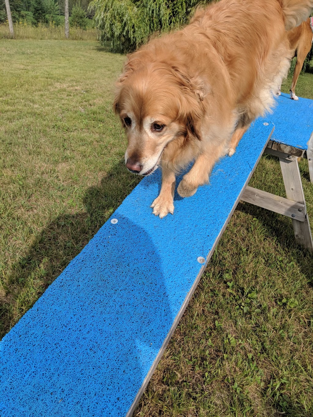 Country Canines Play Park Carp | 112 Delaney Dr, Carp, ON K0A 1L0, Canada | Phone: (613) 878-2309