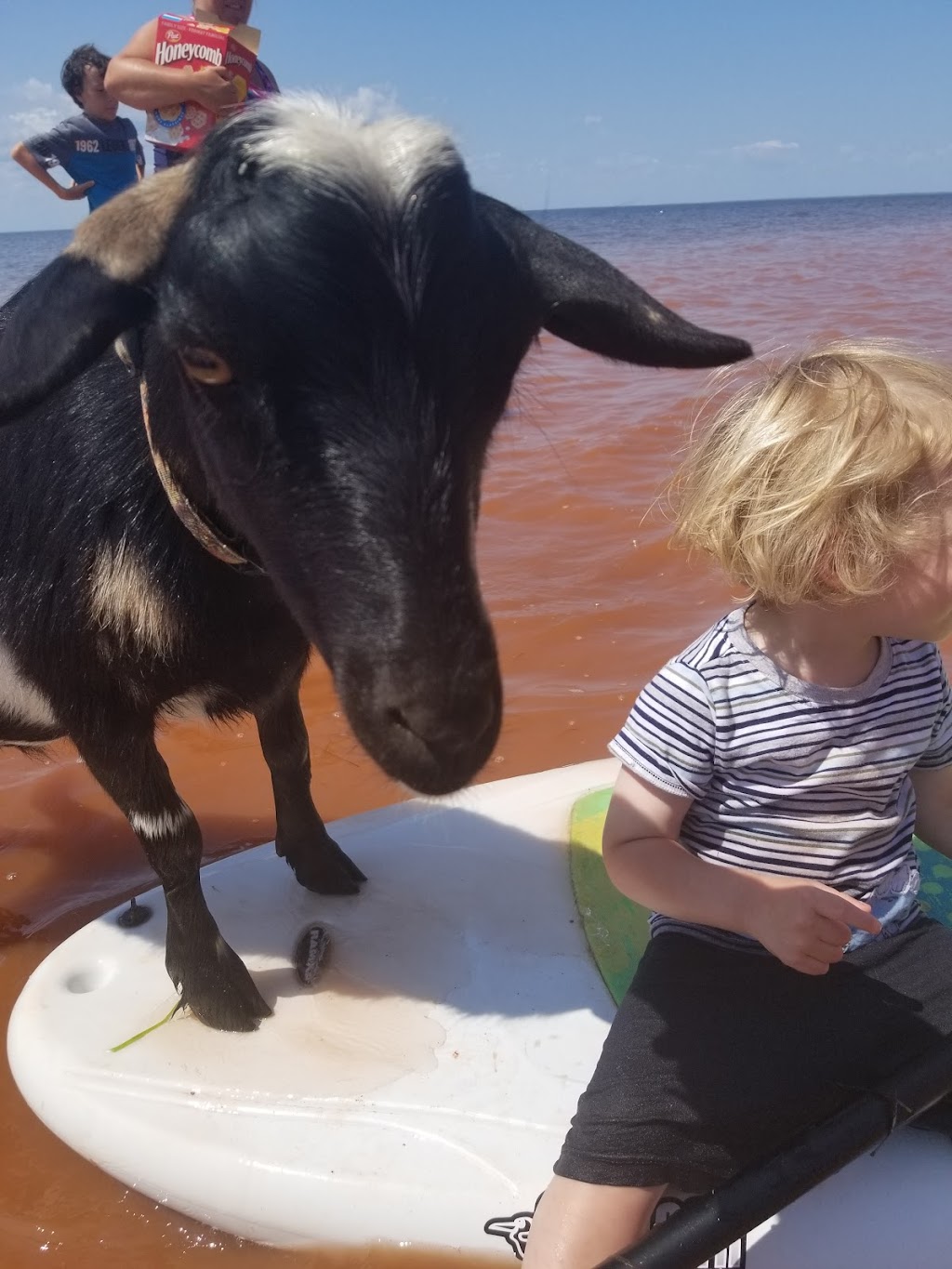 Beach Goats | 10143 PE-11, St Chrysostome, PE C0B 1Y0, Canada | Phone: (902) 315-1897