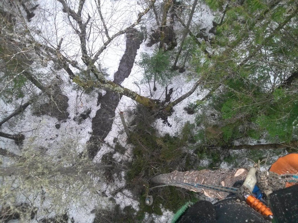 Les Arboristes Grimpeurs | Rue Mazur, Rawdon, QC J0K 1S0, Canada | Phone: (450) 833-1998