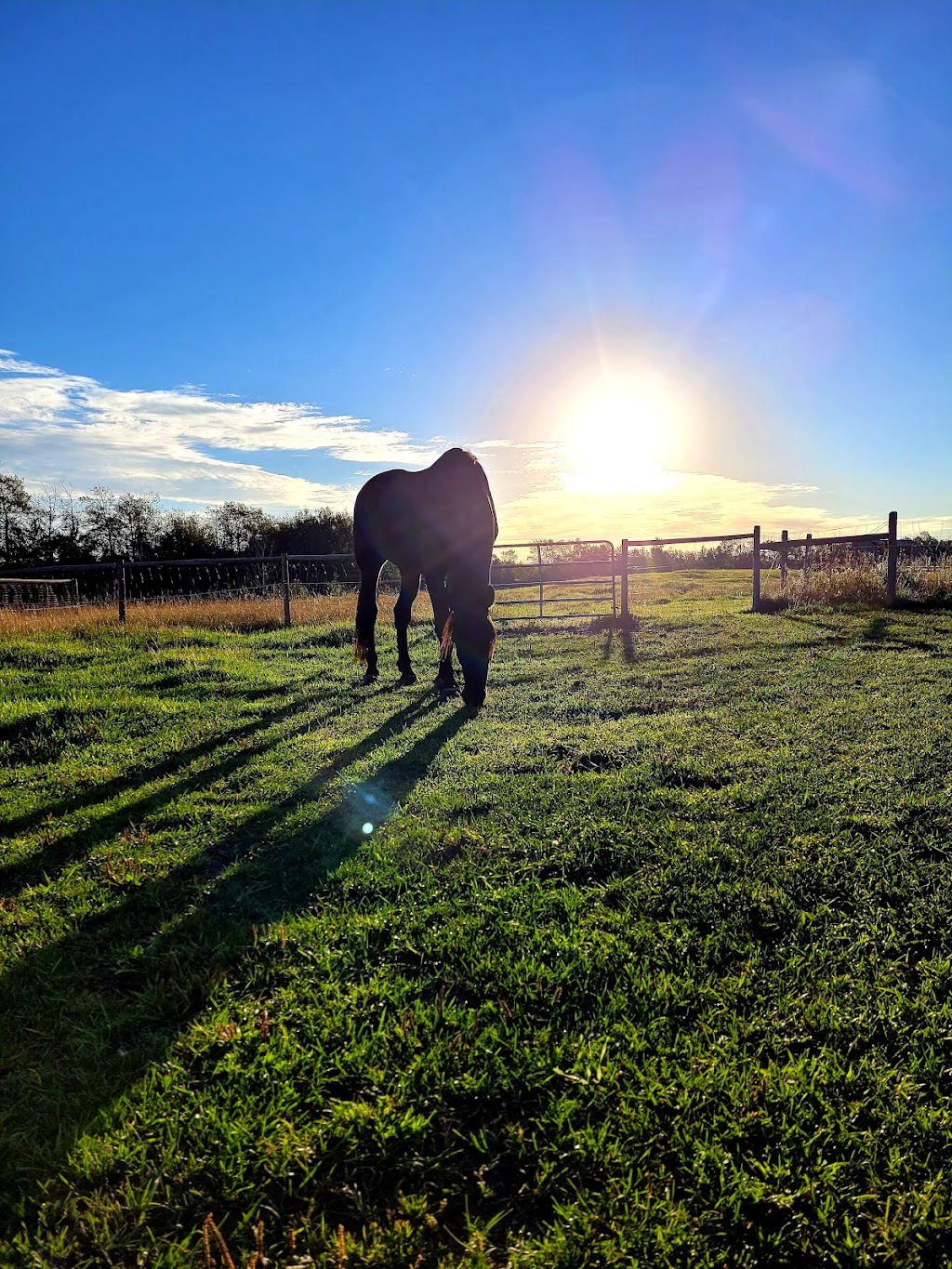 Bold Xpression Farms | Leduc County, 21557 Township Rd 503, Leduc County, AB T0B 3M2, Canada | Phone: (780) 617-0154