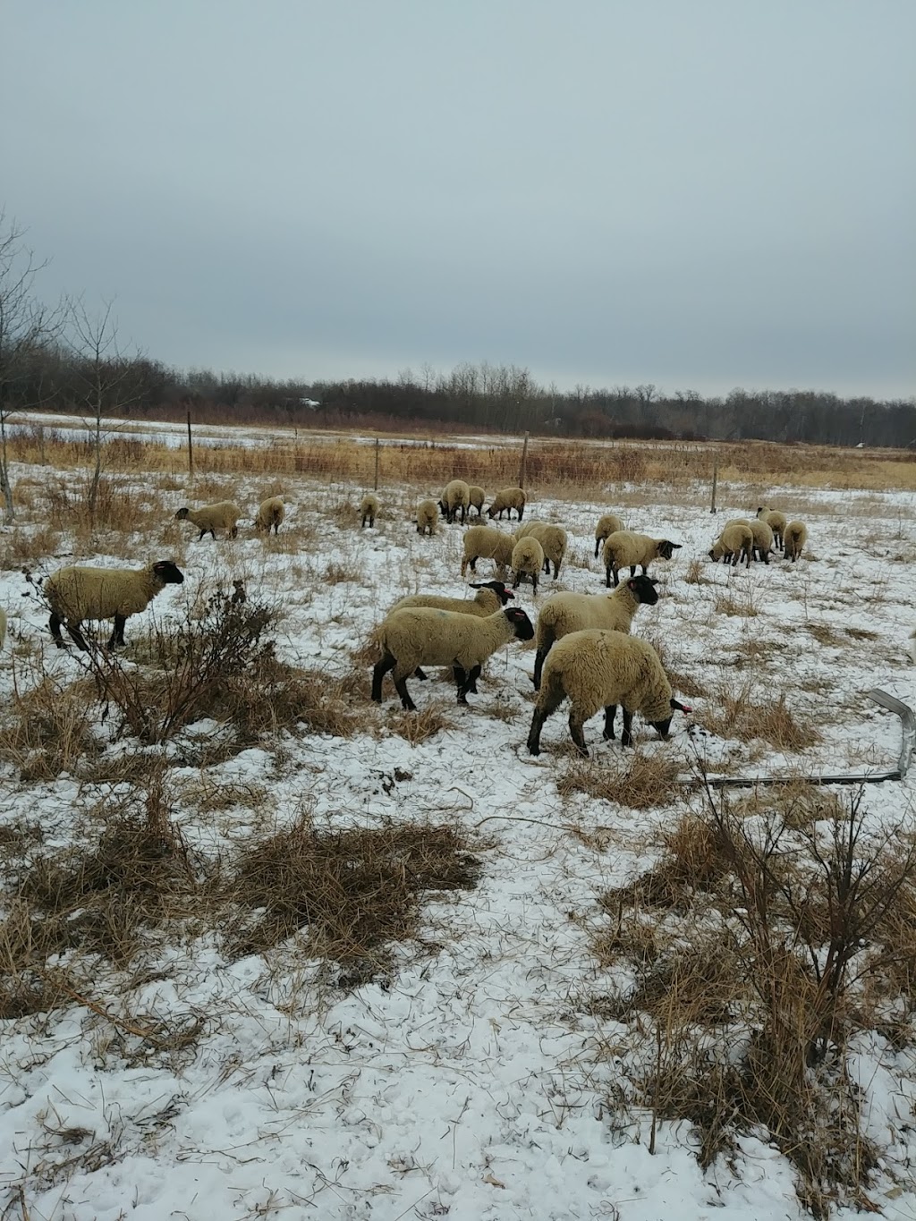 PBUH Land (Halal Farm) | 33092 Rd 88N, Libau, MB R0E 1C0, Canada | Phone: (204) 430-2525