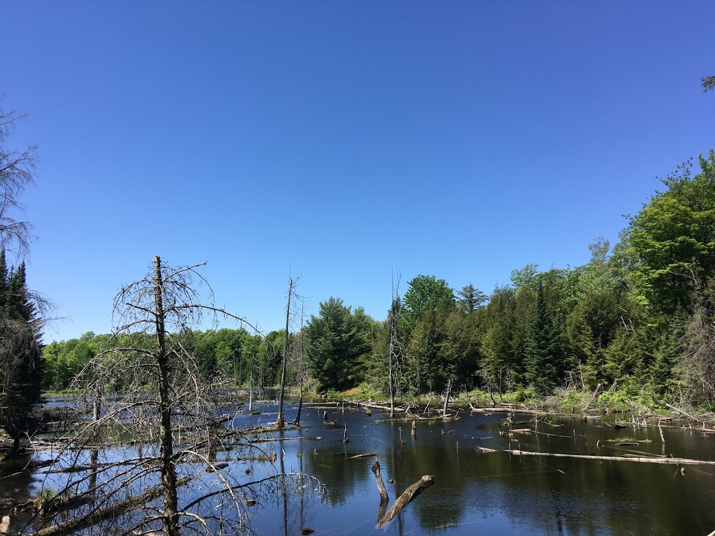 La Forêt Blanche Ecological Reserve | 300 Chemin Saddler, Mayo, QC J8L 4L8, Canada | Phone: (819) 281-6700