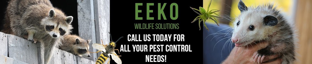 Eeko Wildlife Solutions | 415 Rossland Rd W, Oshawa, ON L1J 3G9, Canada | Phone: (289) 387-4685