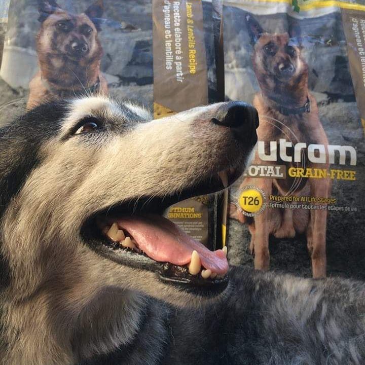 Nutram Pet Products | 90 Earl Martin Dr Unit 1, Elmira, ON N3B 3L4, Canada | Phone: (519) 669-6240