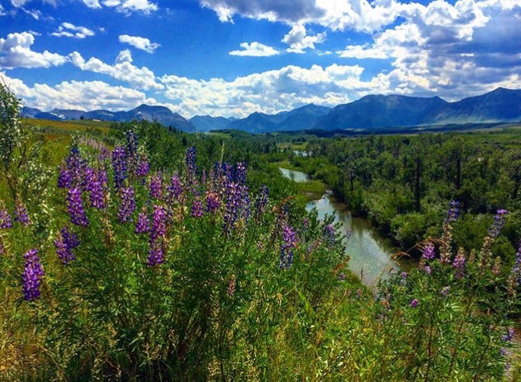 Waterton River Trail Rides Ltd. | SE 1/4 27-2-29 W4, Waterton Park, AB T0K 2M0, Canada | Phone: (403) 715-4156