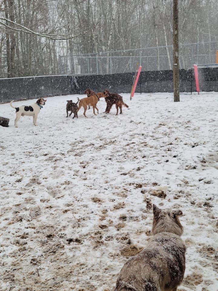 Marley and Friends Doggy Daycare | 12 Rooney Crescent, Moncton, NB E1E 4M3, Canada | Phone: (506) 871-4468