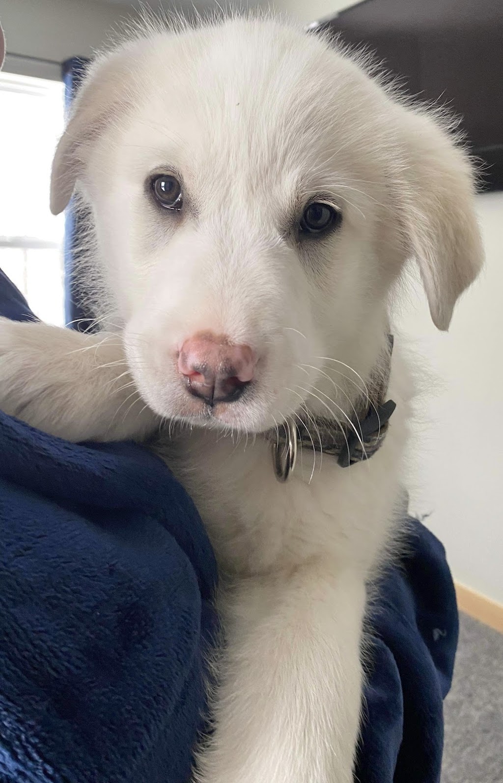 Manitoba Great Pyrenees Rescue | 20 Main St S, New Bothwell, MB R0A 1C0, Canada | Phone: (204) 771-8045