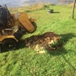 Mikes Tree & Stump Removal | 610 Elizabeth St, Pembroke, ON K8A 1X4, Canada | Phone: (613) 735-6941