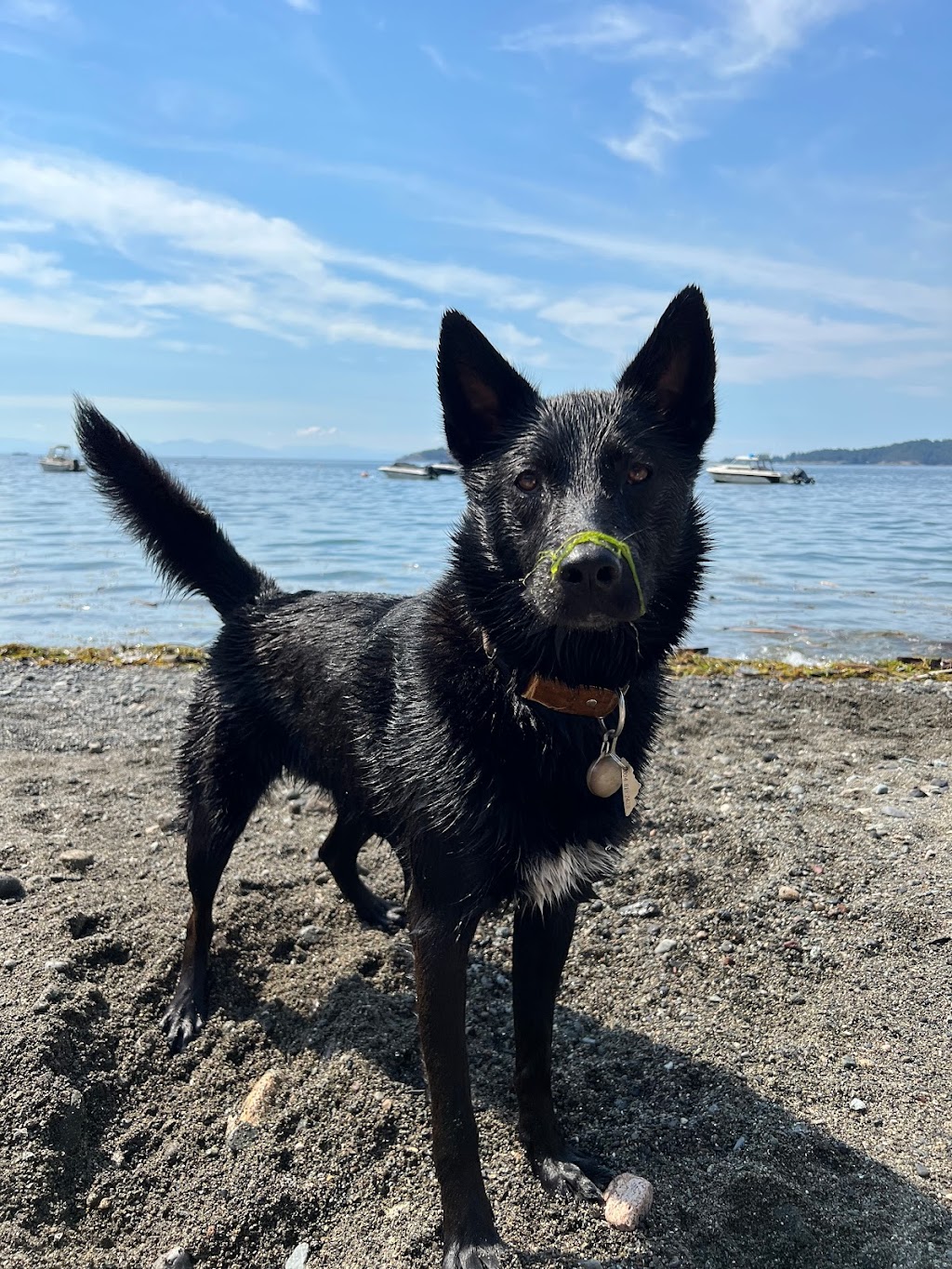 Canine Connection Training - Comox Valley Branch | 2500 Mission Rd, Courtenay, BC V9N 9H1, Canada | Phone: (604) 362-3626