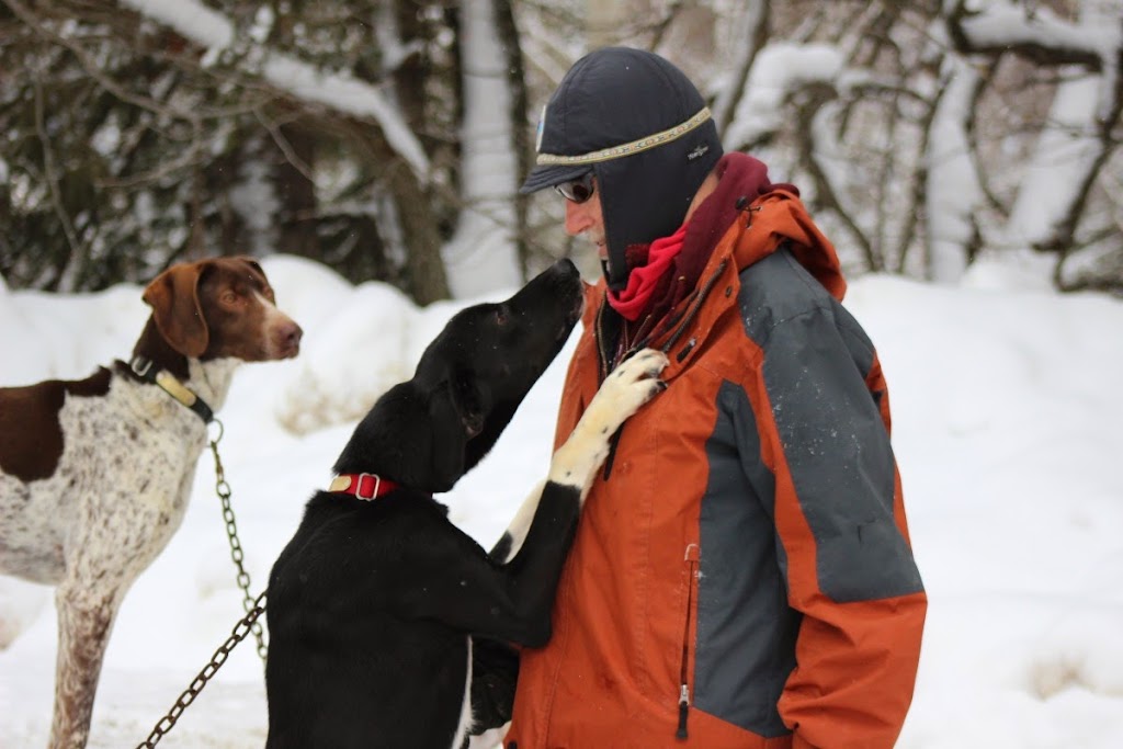 Kearney Dog Sled Races | 8 Main St, Kearney, ON P0A 1M0, Canada | Phone: (705) 636-7752