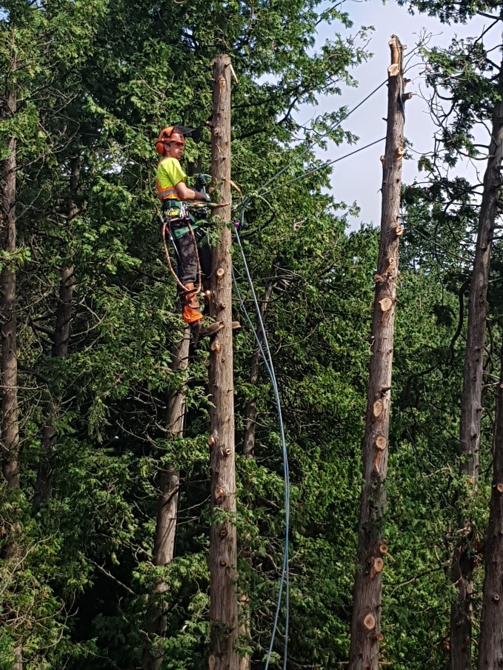 Frontenac Tree Service | 53 Huffman Rd, Yarker, ON K0K 3N0, Canada | Phone: (343) 884-6311