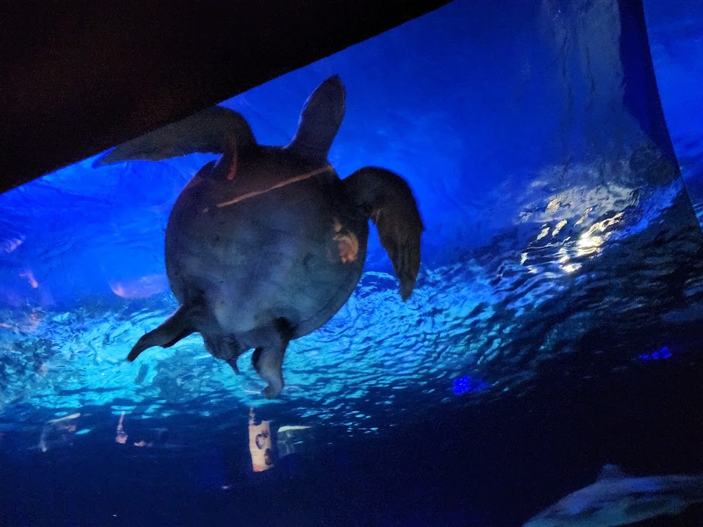 Vancouver Aquarium | 845 Avison Way, Vancouver, BC V5C 2V7, Canada | Phone: (778) 655-9554