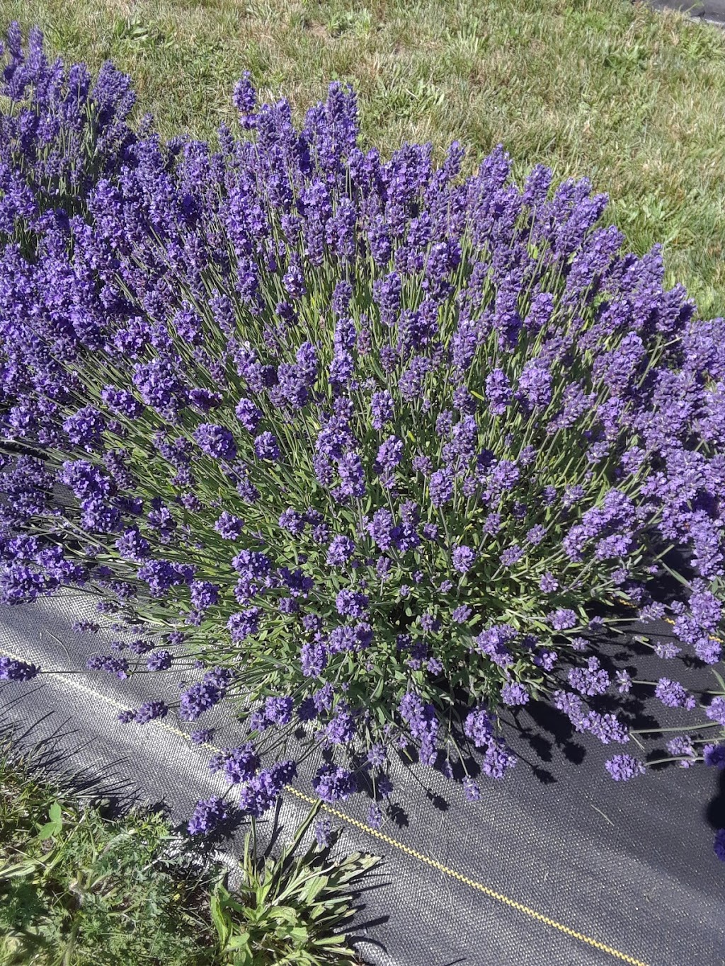 South Bay Fields Lavender Farm | 7527 36/37, Nottawasaga SR, Collingwood, ON L9Y 3Z1, Canada | Phone: (705) 445-8218