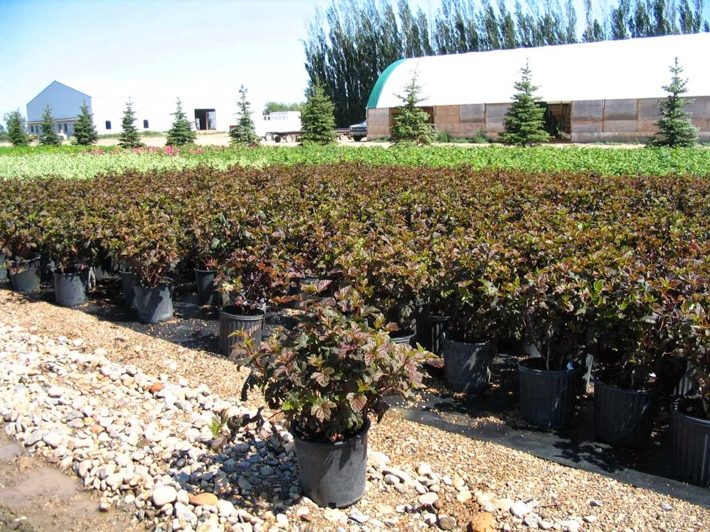 Lakeshore Tree Farms Ltd | 960 Valley Road, Box 92 R.R.#3, Saskatoon, SK S7K 3J6, Canada | Phone: (306) 978-3333