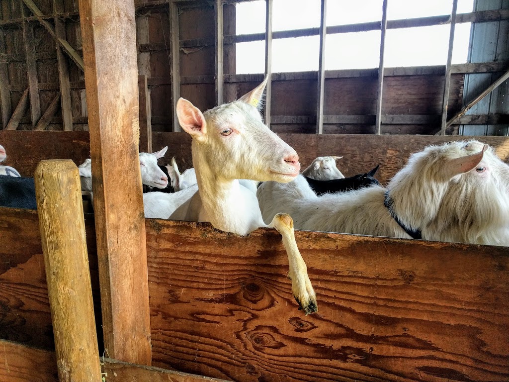 Farmhouse Natural Cheeses | 5634 McCallum Rd, Agassiz, BC V0M 1A0, Canada | Phone: (604) 796-8741