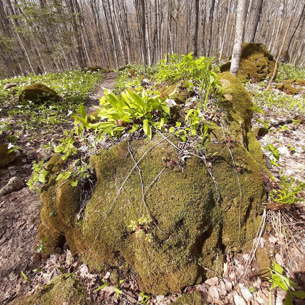 Hope Bay Forest Provincial Park | Lions Head, ON N0H 1W0, Canada | Phone: (519) 389-9056