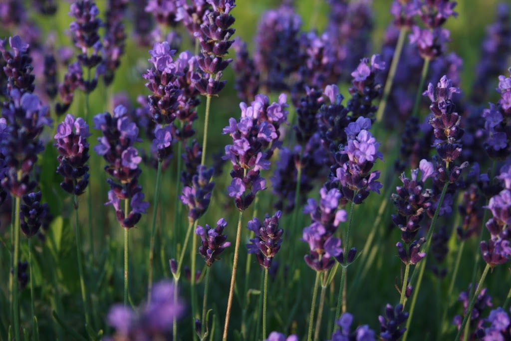 Prince Edward County Lavender | 732 Closson Rd, Hillier, ON K0K 2J0, Canada | Phone: (613) 399-1855