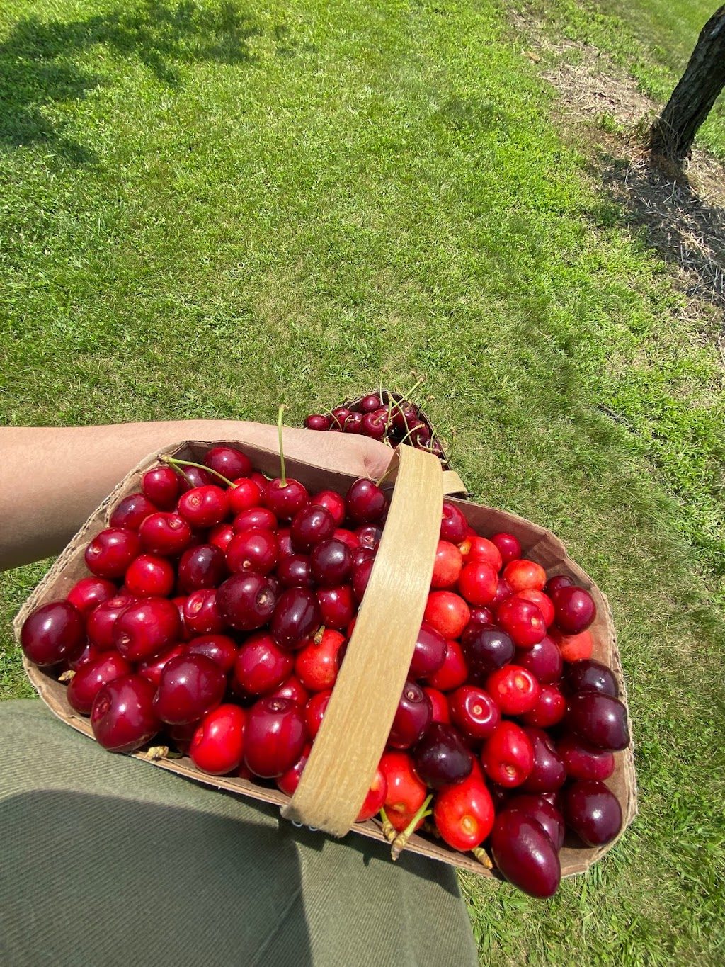 Rock Glen Orchards | 8892 Rock Glen Rd, Arkona, ON N0M 1B0, Canada | Phone: (519) 828-3074