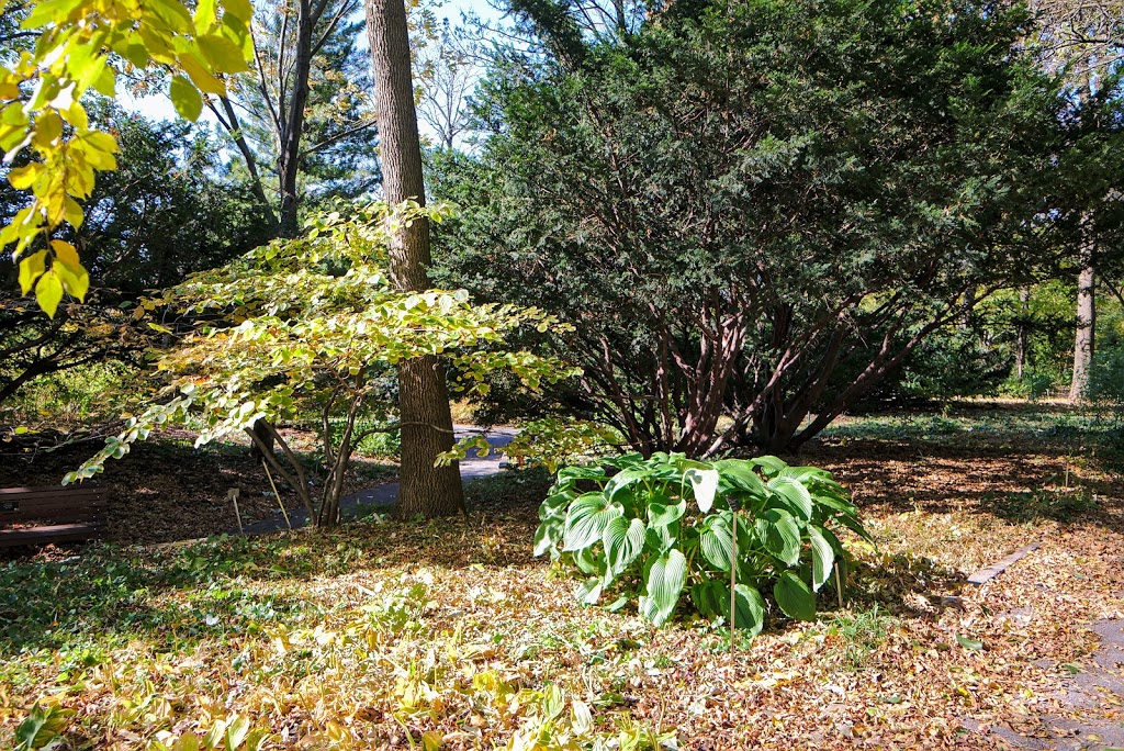 Shade Garden | Montreal, QC H1X 2B4, Canada