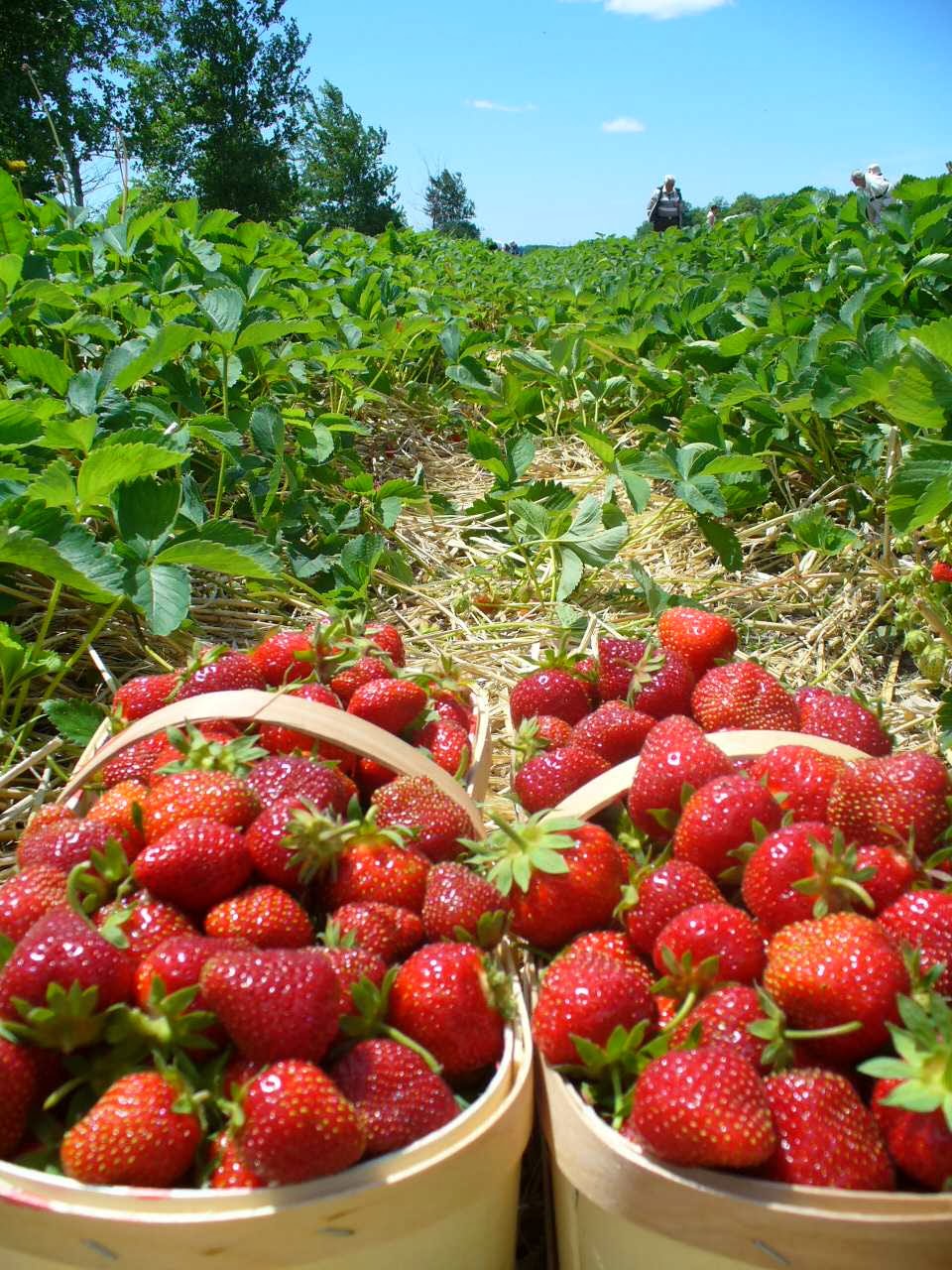 La Ferme Métayer | 244 1ere Avenue, Sainte-Anne-des-Plaines, QC J0N 1H0, Canada | Phone: (450) 478-1621