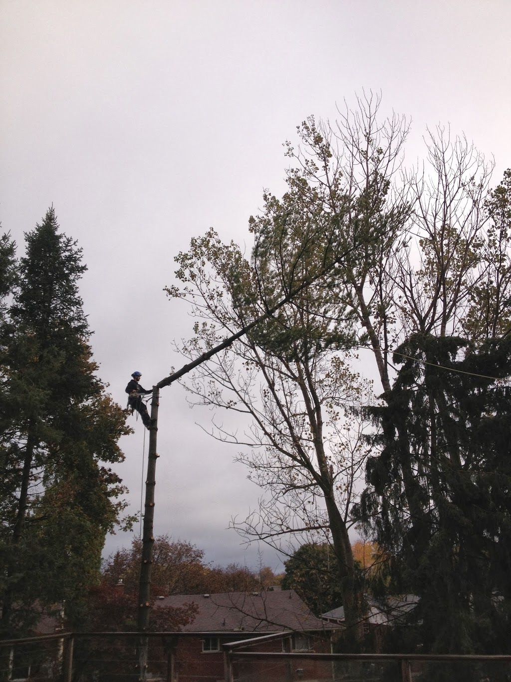 Arbor Borealis tree service | 136 Richardson Dr, Port Dover, ON N0A 1N4, Canada | Phone: (519) 909-9413