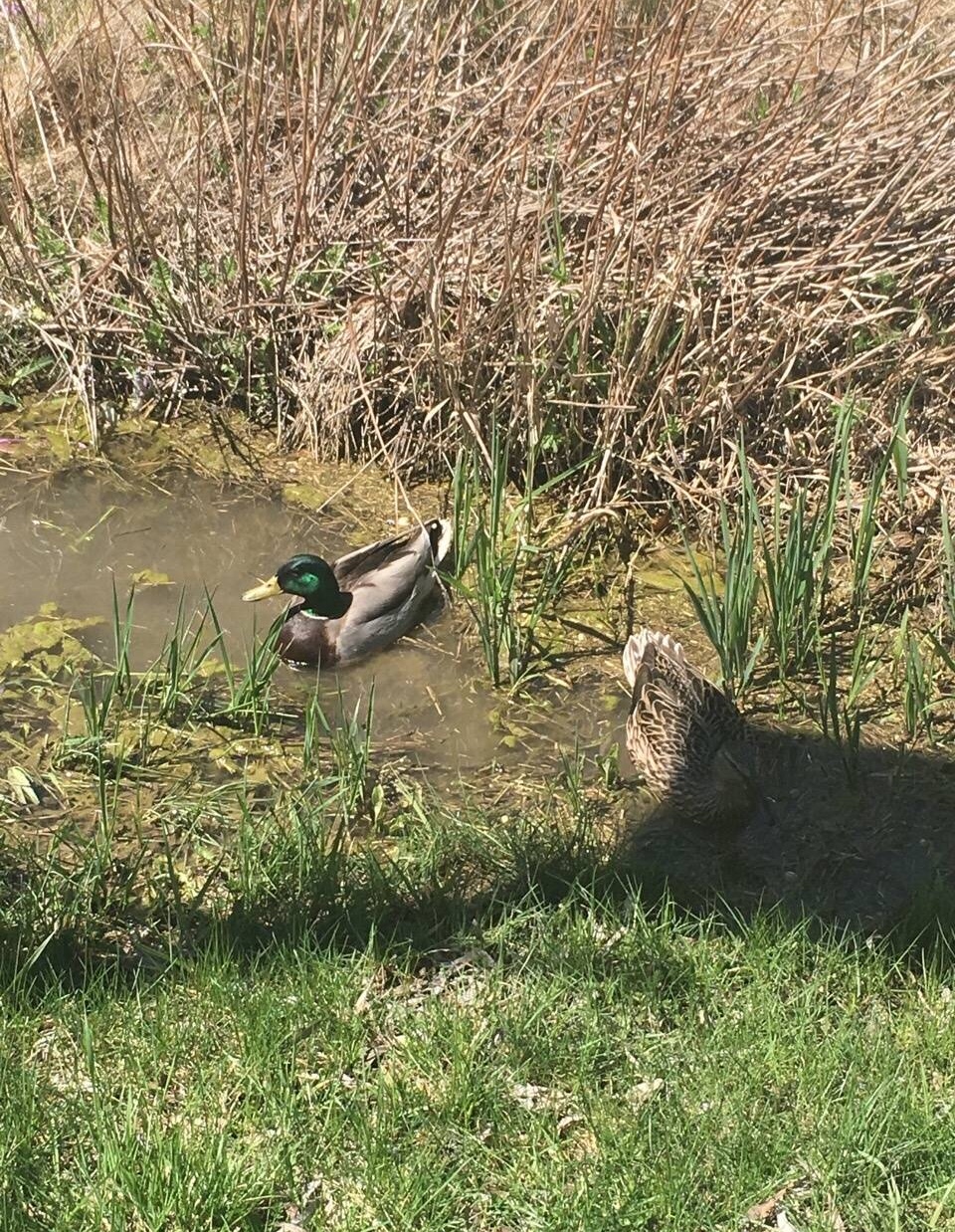 McKenzie Wetland | 138-186 St Johns Sideroad, Aurora, ON L4G 6T6, Canada