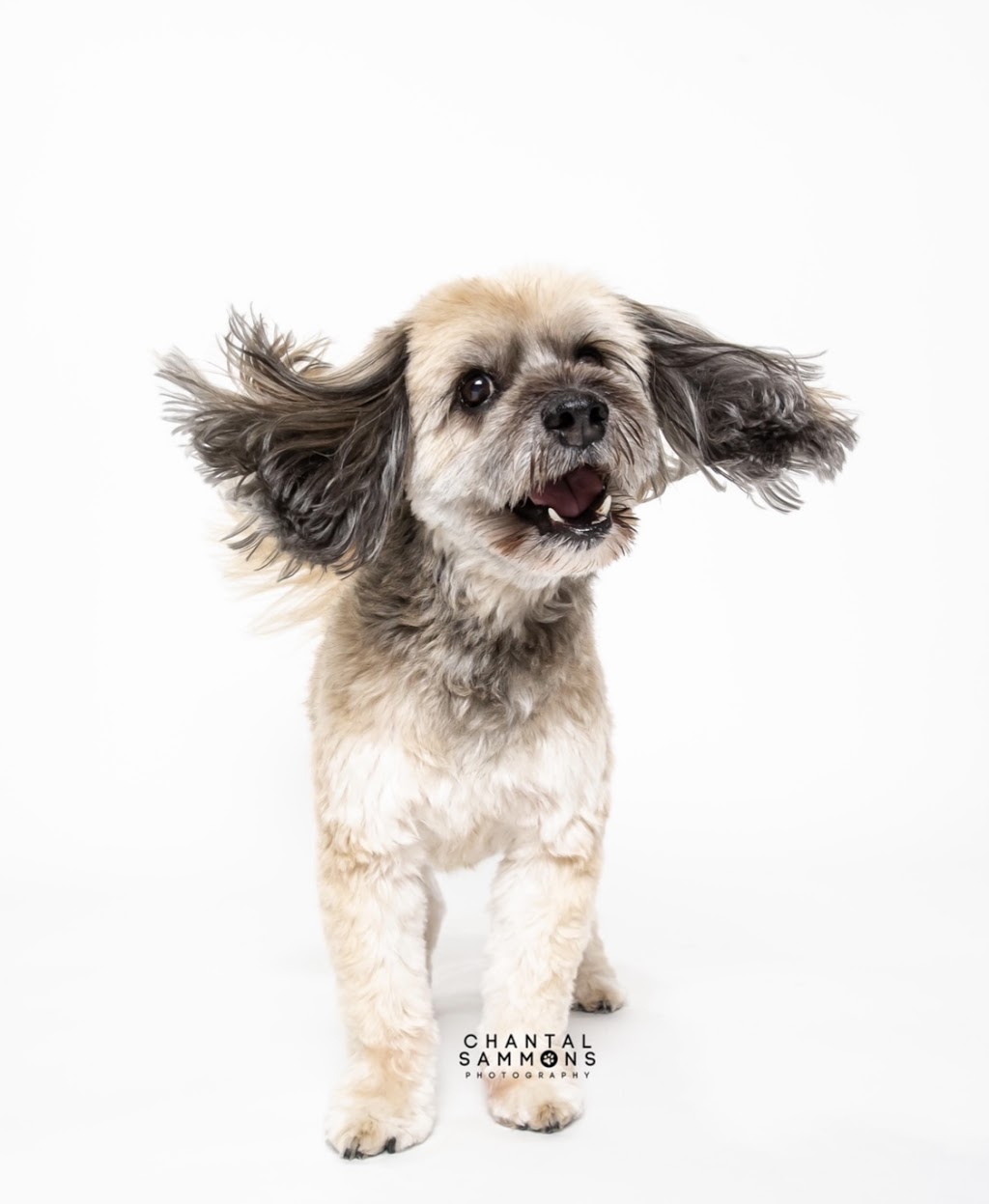 Chantal Sammons Pet Photography | 14 Westfield Dr, Whitby, ON L1P 0E7, Canada | Phone: (647) 269-1818