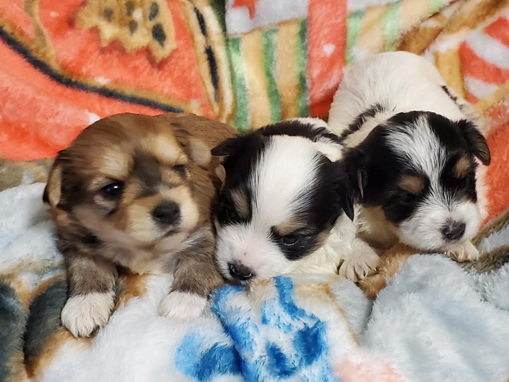 Élevage de Chien Aux Petits Calins | 271 Rang 2 de Ramsay, Saint-Félix-de-Valois, QC J0K 2M0, Canada | Phone: (450) 271-7526