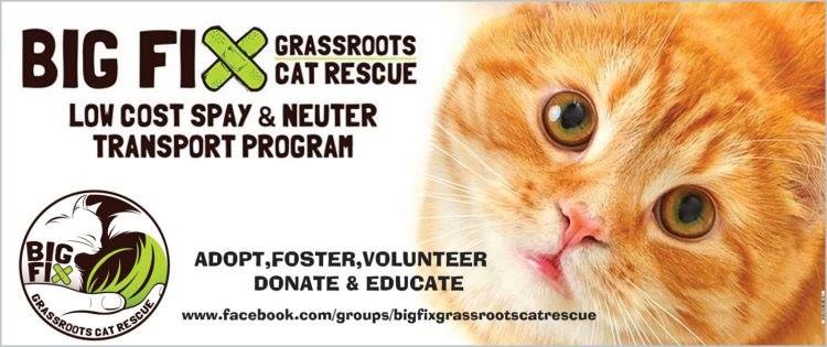 Big Fix Grassroots Cat Rescue | by appointment only, Edgar St, Chatham-Kent, ON N7M 1V6, Canada | Phone: (519) 809-9710