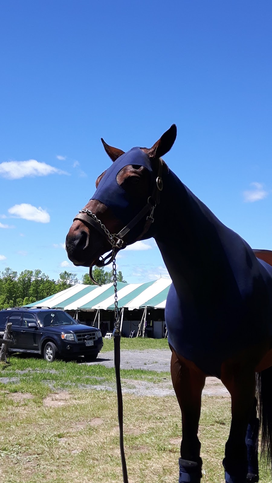 Burbrook Equestrian | 2147 Cordukes Rd, Kingston, ON K7L 4V4, Canada | Phone: (613) 544-3428