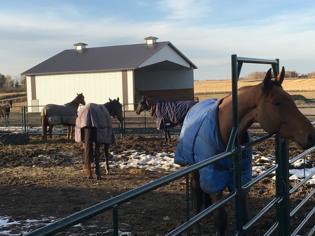 ScotianBay Equine Services | 51°1104.1"N, 113°5318.2"W, Rocky View County, AB T0M 0T0, Canada | Phone: (587) 832-0148