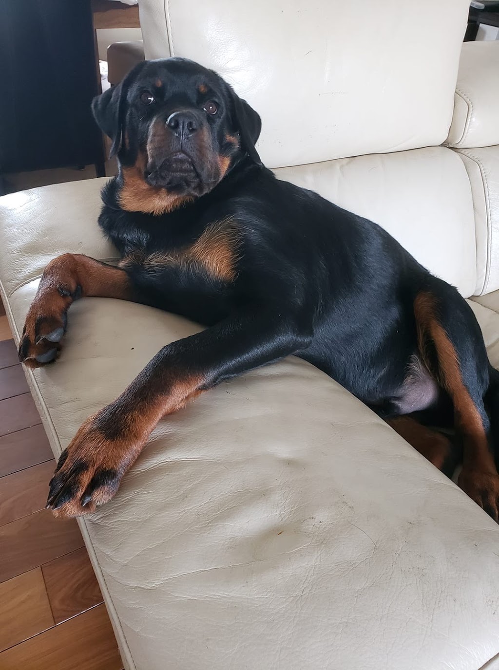 Élevage Rottweilers Der Festung Inc | 330 Route du Canton, Brownsburg, QC J8G 1R2, Canada | Phone: (450) 562-1970